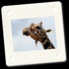Giraffe_CU.jpg